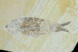 Fossil Fish (Diplomystus & Knightia) Mortality Plate - Wyoming #138682-2